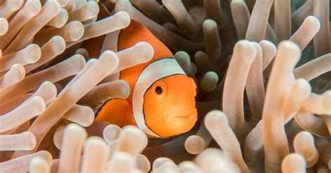 Japon bilim insanları: Nemo'lar yalnız kalmayı seviyor - Son Dakika Haberleri